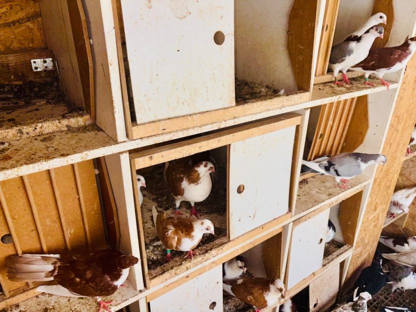  - Liberi de contract