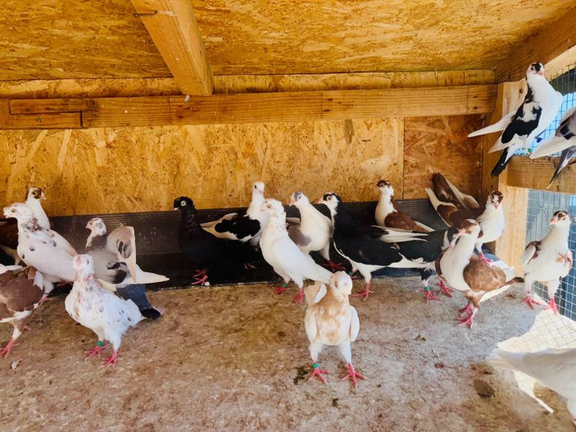  - Liberi de contract