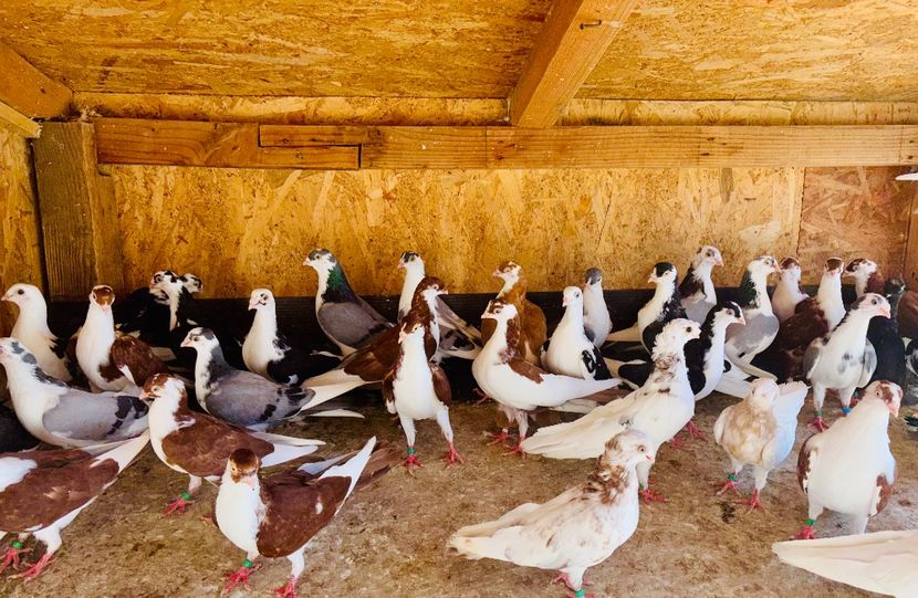  - Liberi de contract