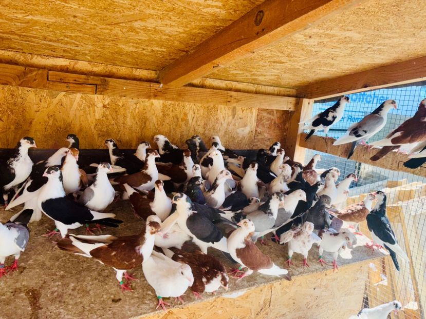  - Liberi de contract