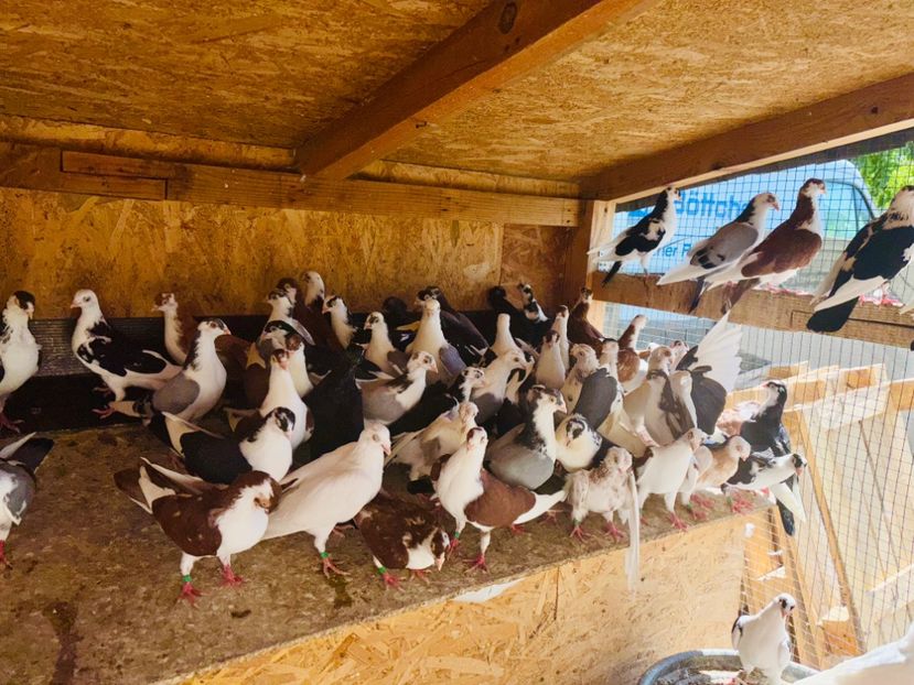  - Liberi de contract