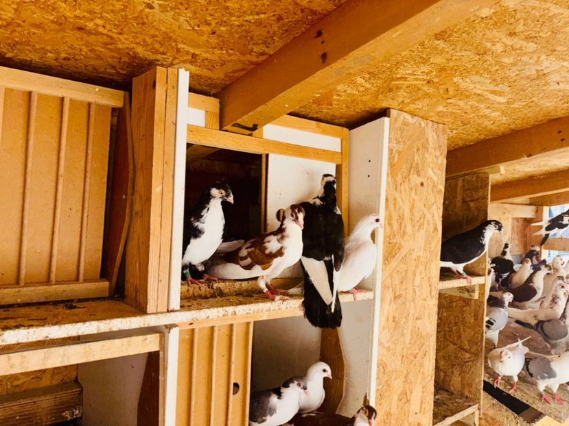  - Liberi de contract