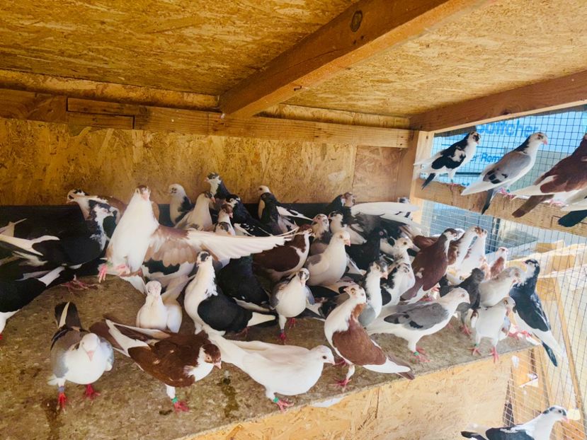  - Liberi de contract