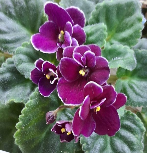  - Mac s Glacial Grape