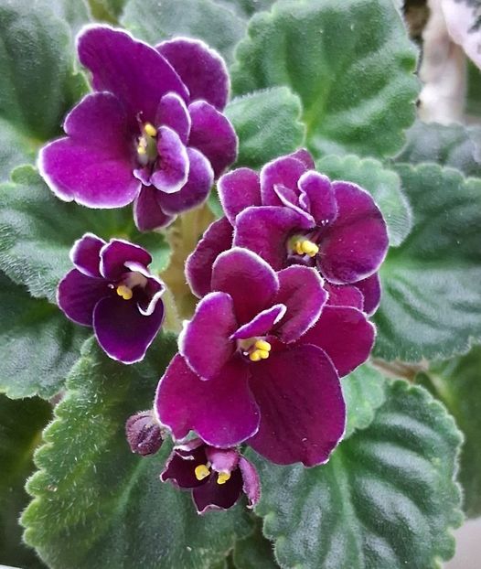  - Mac s Glacial Grape