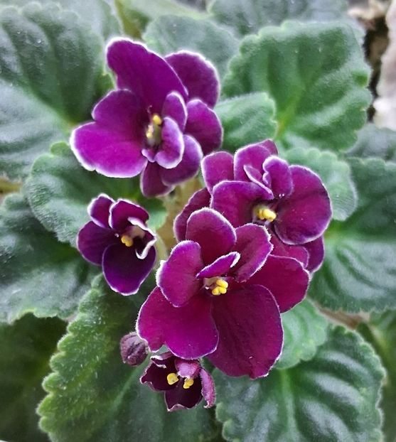  - Mac s Glacial Grape