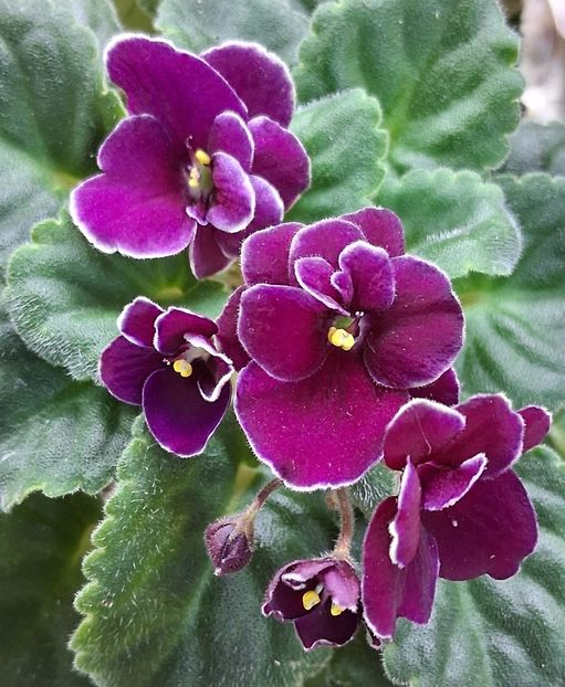  - Mac s Glacial Grape