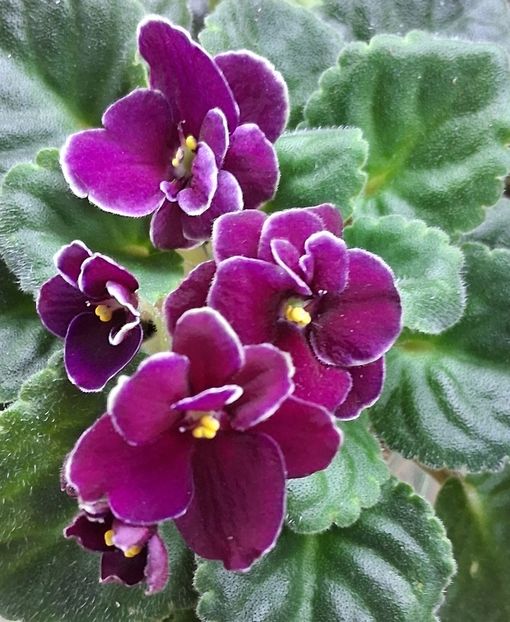  - Mac s Glacial Grape