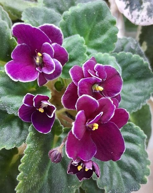  - Mac s Glacial Grape