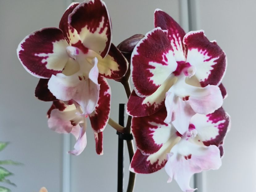 Tinkerbell's Kizz - Orhidee