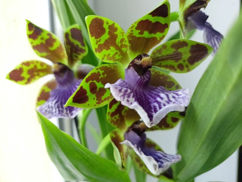 Zygopetalum - Orhidee