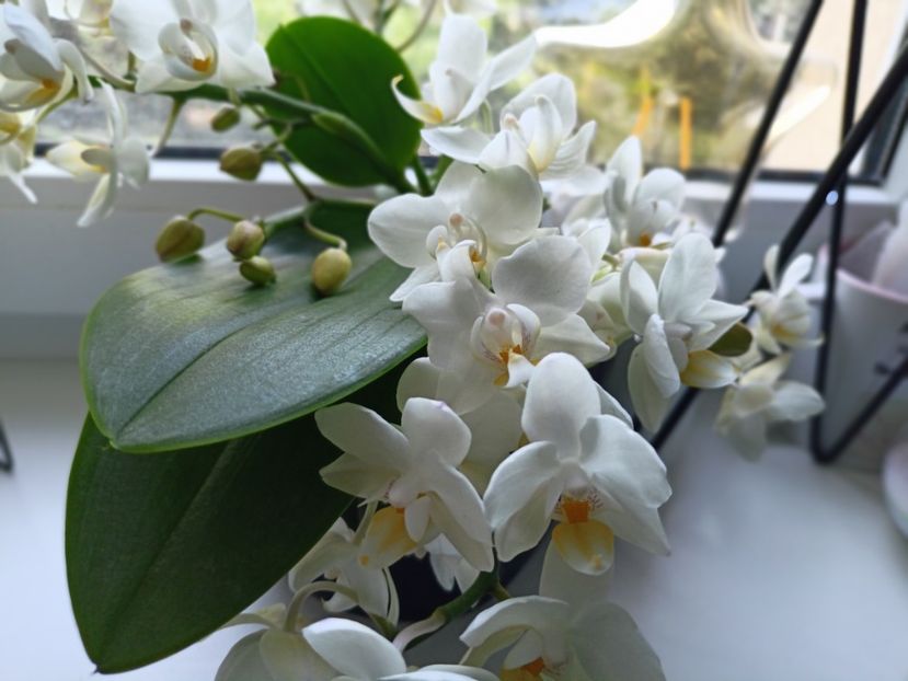  - Orhidee