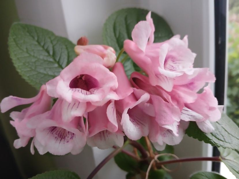  - SINNINGIA Party Dress