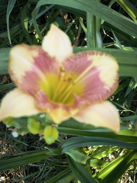 Messenger_creation_833B18D8-F8DC-499E-A795-3E6B9399097E - Anul 2025