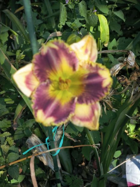 Messenger_creation_C52902C8-6161-47FB-BE75-1556D6DECCDB - Anul 2025