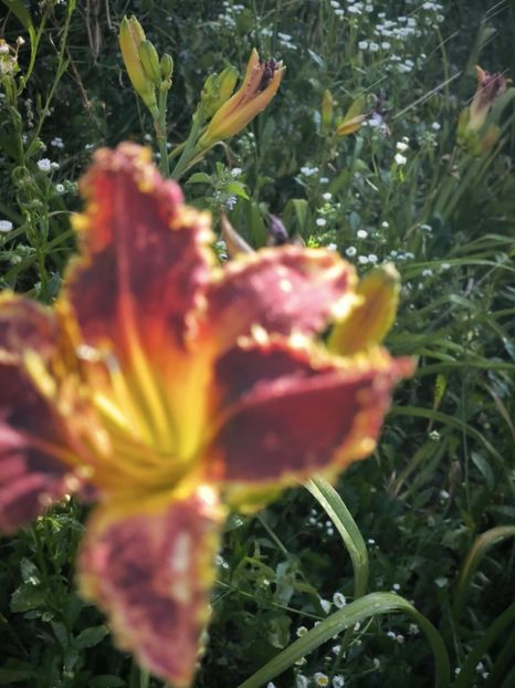 Messenger_creation_83BFF7DC-E08A-4AAA-B7E4-DCFCE4C2C718 - Anul 2025