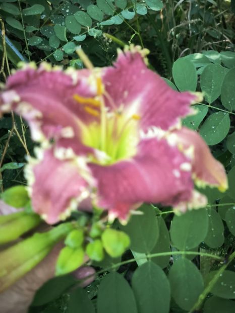 Messenger_creation_813664F1-032C-42F2-A8ED-94F60C2B1726 - Anul 2025