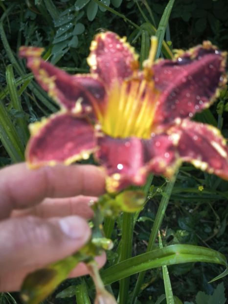 Messenger_creation_CD54D530-01F9-44BC-BE79-502DDB2E1729 - Anul 2025