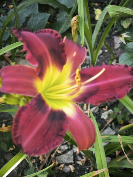 Messenger_creation_1FFEE2CD-3857-41FE-A822-33CE5498383E - Anul 2025