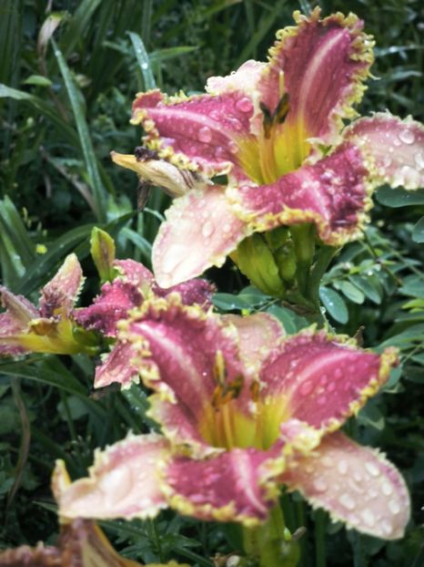 Messenger_creation_862A6D28-3B99-4A80-BE65-FAAB350337CD - Anul 2025