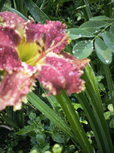 Messenger_creation_9B83493E-00AF-4700-A35B-B7B0F66FC408 - Anul 2025