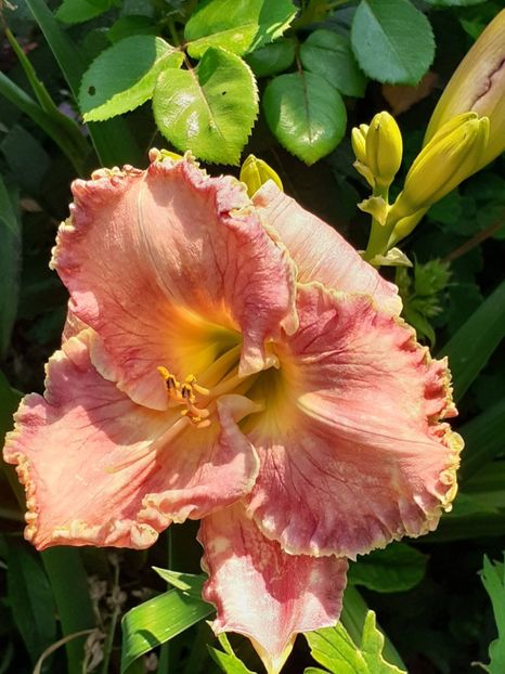  - 0001 HEMEROCALLIS - DELPHINUM