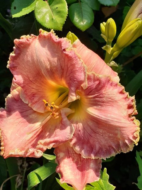  - 0001 HEMEROCALLIS - DELPHINUM