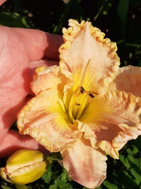  - 0001 HEMEROCALLIS - DELPHINUM