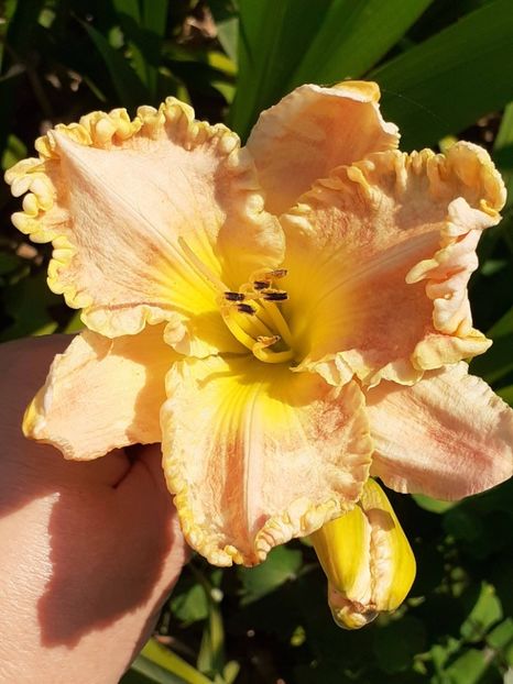  - 0001 HEMEROCALLIS - DELPHINUM