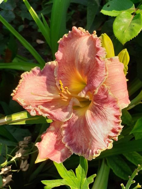  - 0001 HEMEROCALLIS - DELPHINUM