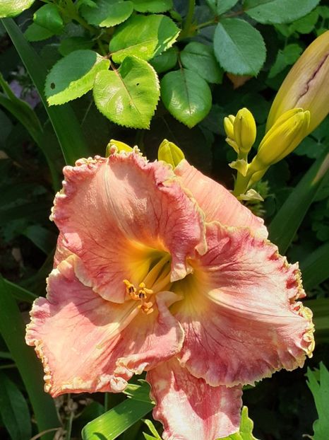  - 0001 HEMEROCALLIS - DELPHINUM