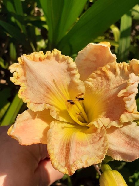  - 0001 HEMEROCALLIS - DELPHINUM