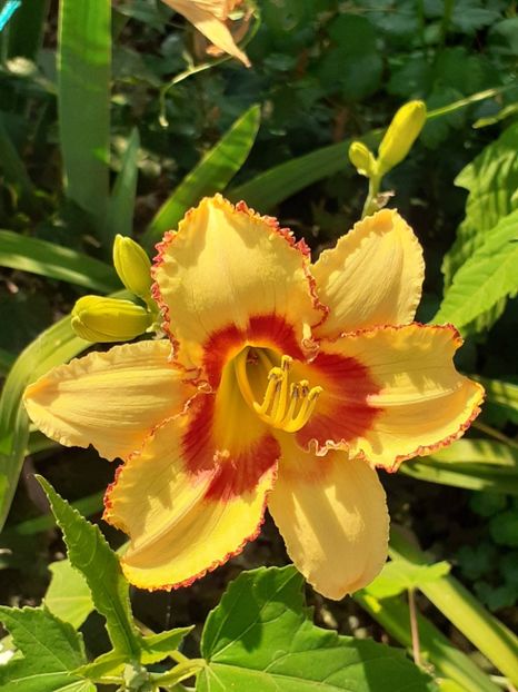  - 0001 HEMEROCALLIS - DELPHINUM
