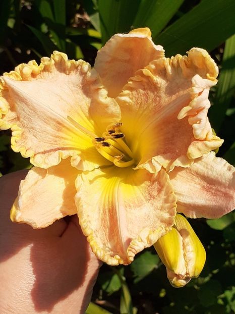 - 0001 HEMEROCALLIS - DELPHINUM