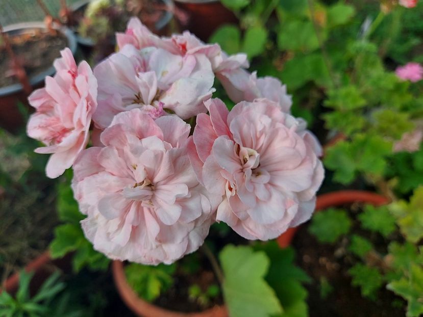 Leona Galactica - A-Muscate 2025