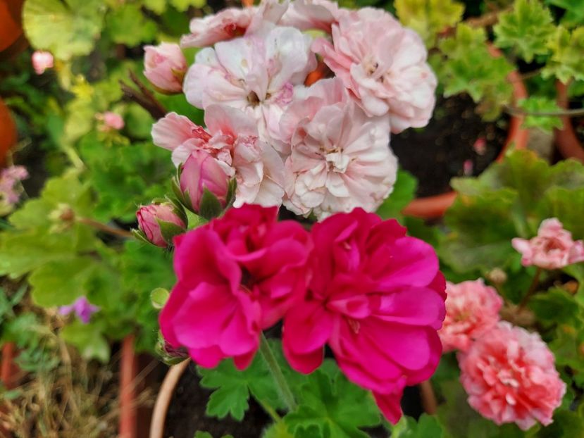 Leona Galactica și Irida za Roscosh - A-Muscate 2025