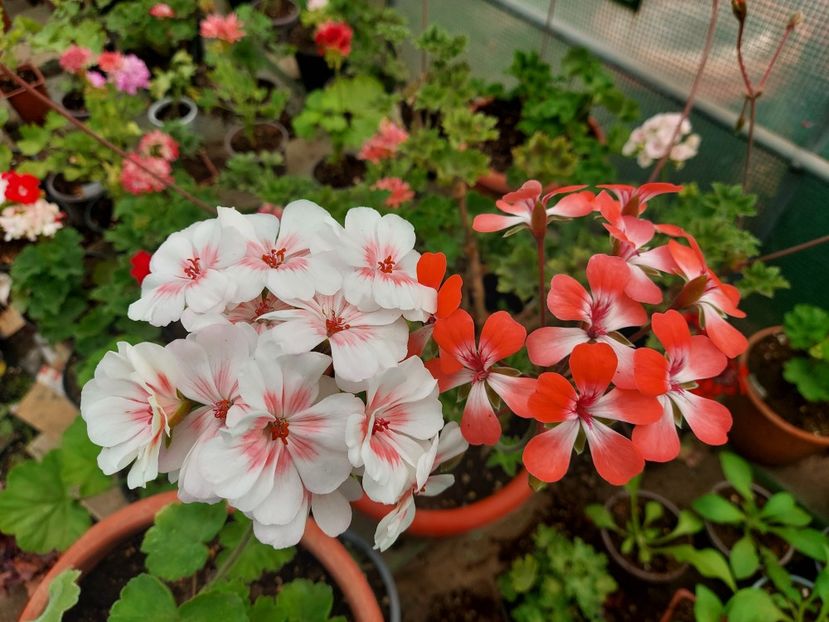 Lovely Vera și Unicorn Hot Pepper - A-Muscate 2025