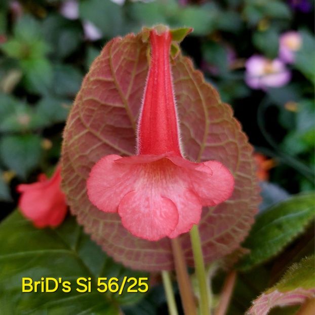 IMG-2025.07.06 - Sinningia din semințe hibrizi Dna Dietze 2025