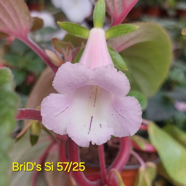 IMG-2025.07.06 - Sinningia din semințe hibrizi Dna Dietze 2025