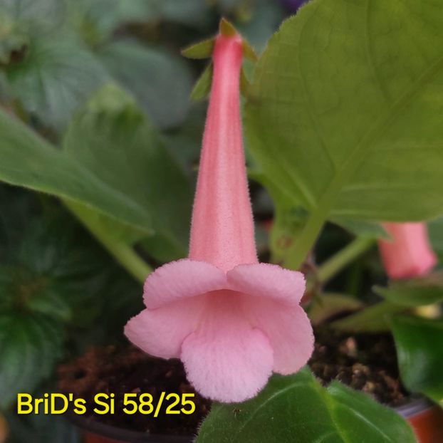 IMG-2025.07.06 - Sinningia din semințe hibrizi Dna Dietze 2025