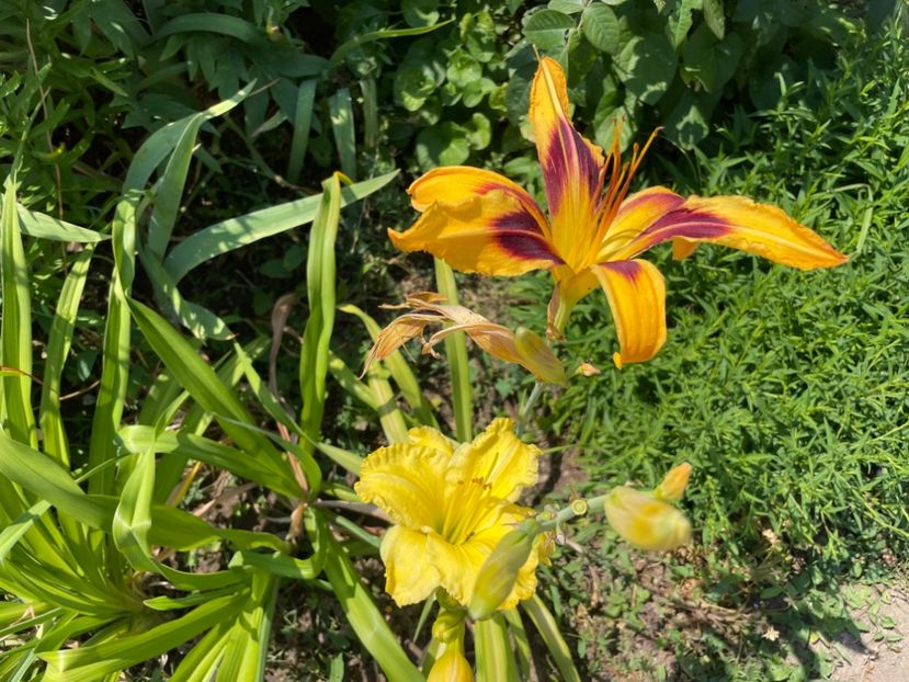  - 0009 Hemerocalisi 2023 - 2024 -2025