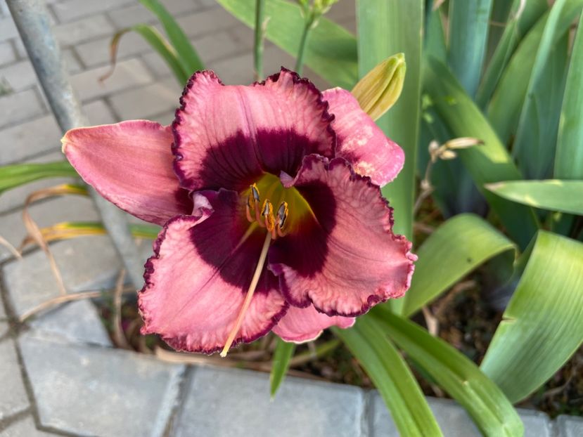  - 0009 Hemerocalisi 2023 - 2024 -2025