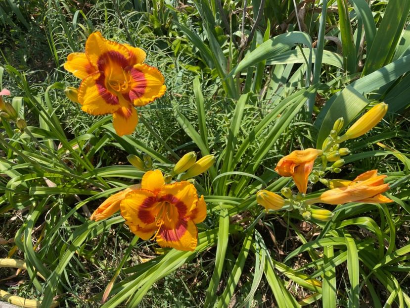  - 0009 Hemerocalisi 2023 - 2024 -2025