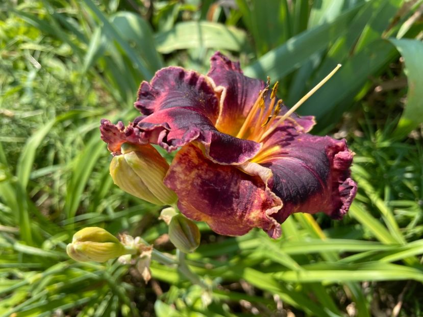  - 0009 Hemerocalisi 2023 - 2024 -2025