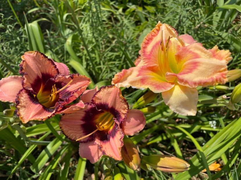  - 0009 Hemerocalisi 2023 - 2024 -2025