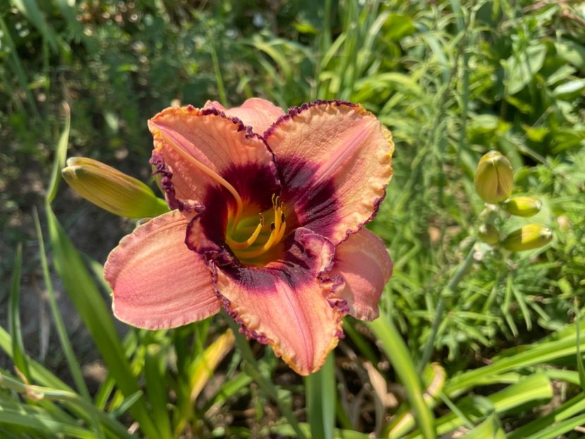  - 0009 Hemerocalisi 2023 - 2024 -2025