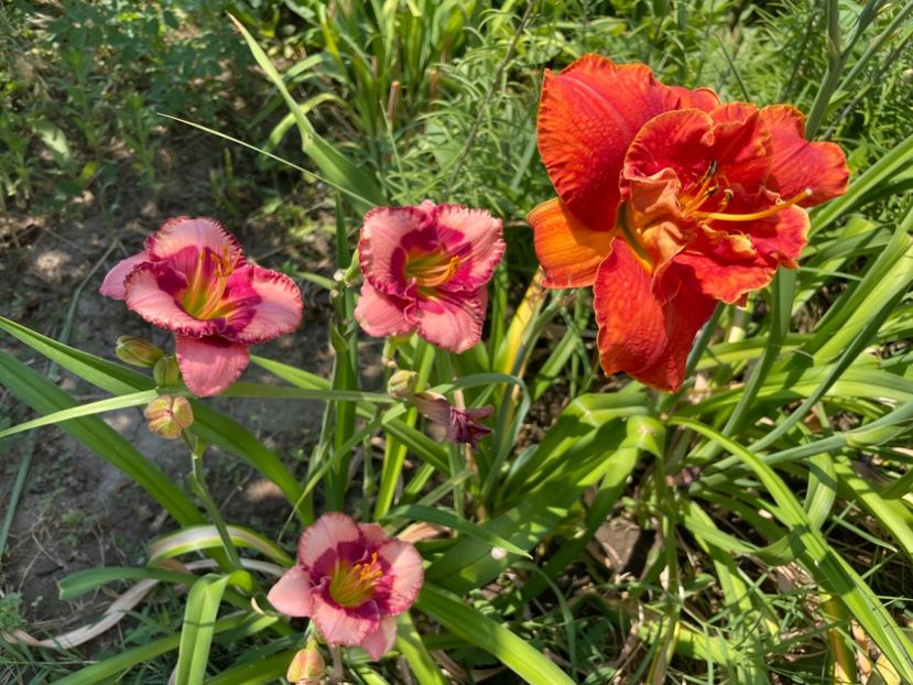  - 0009 Hemerocalisi 2023 - 2024 -2025