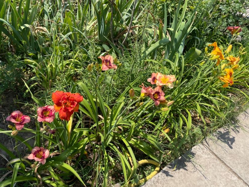  - 0009 Hemerocalisi 2023 - 2024 -2025