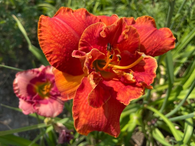  - 0009 Hemerocalisi 2023 - 2024 -2025