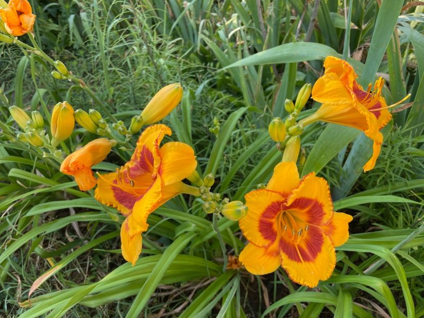  - 0009 Hemerocalisi 2023 - 2024 -2025